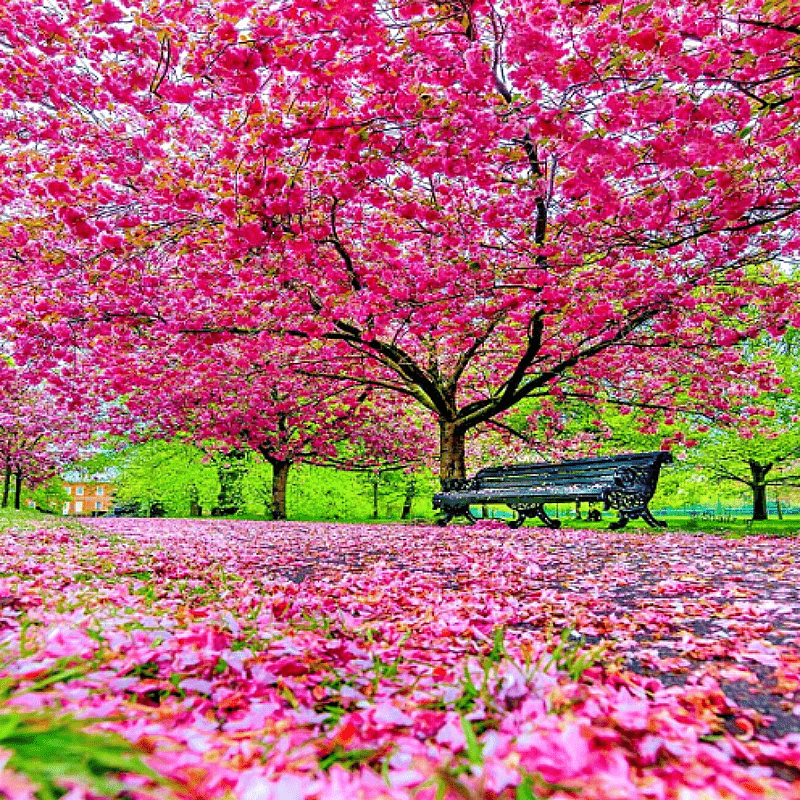 

Japanese Flowering Cherry Tree