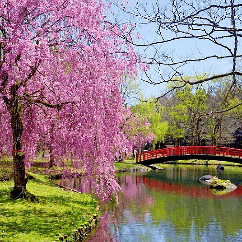 

150 Weeping Sakura Plant Cherry , For Or Home Vegetable Garden