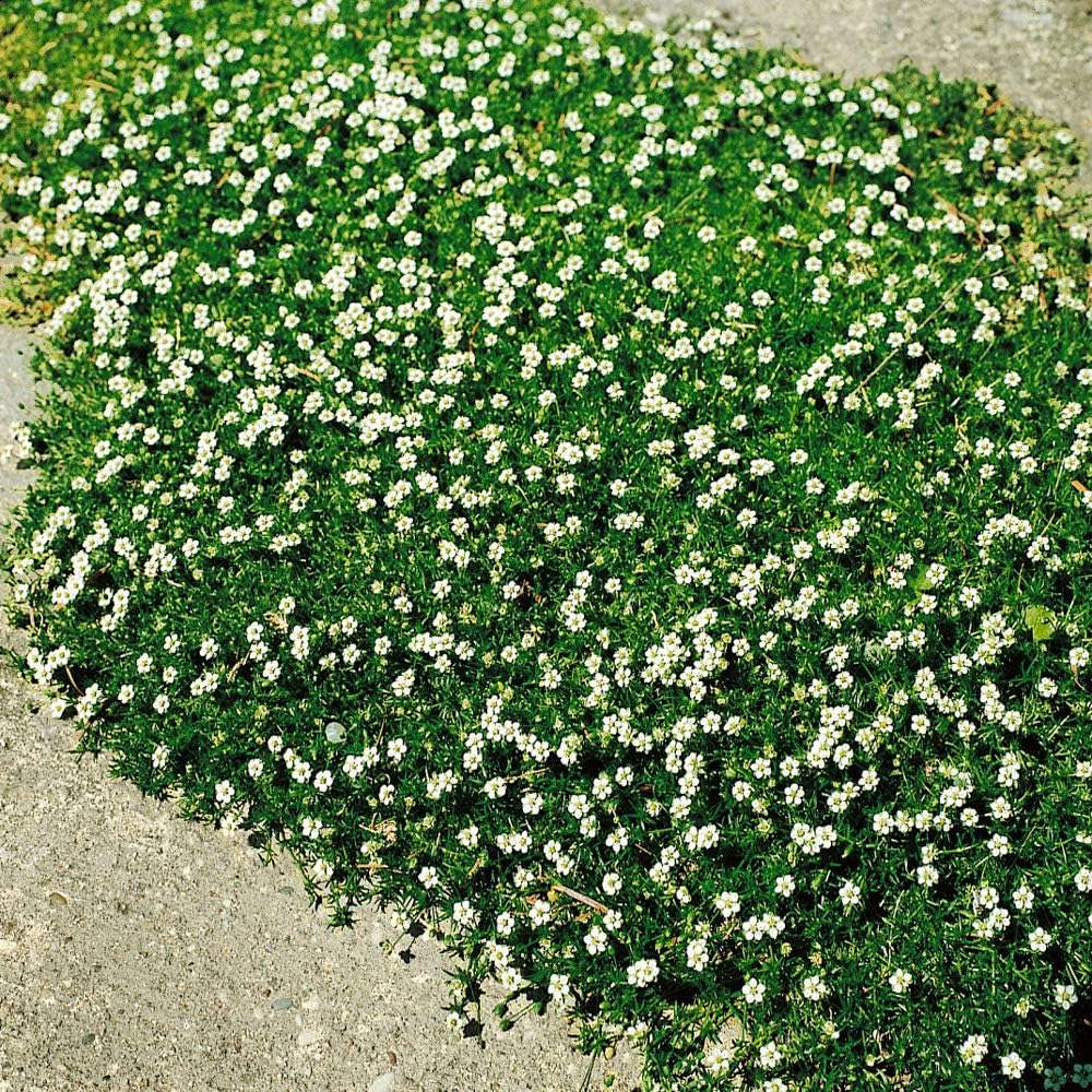 Perennial Irish Moss Seeds Image 2