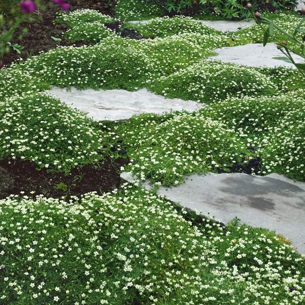 Perennial Irish Moss Seeds Image 1