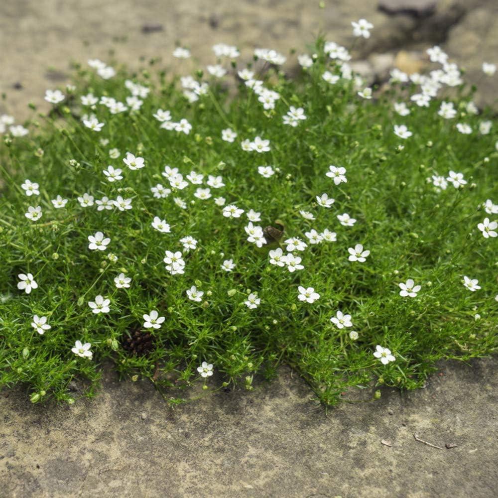 Perennial Irish Moss Seeds Image 4