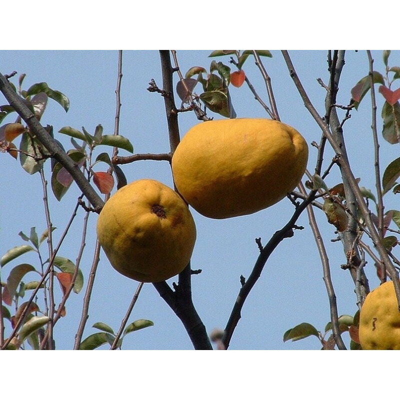 

20 Chinese Chaenomeles Thornless