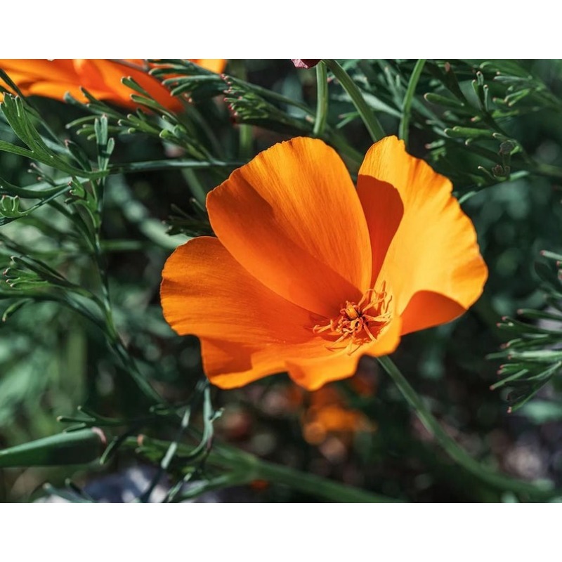 

Winter -flower In Cold Season