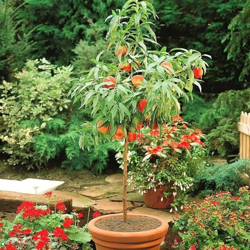 

Peach Seed-dwarf Non-transgenic Fruit Tree Seed, Suitable For , , And Indoor Planting, Easier To , Is A High-quality Gift. For Outdoor Flowers And Plants Gardening Natural