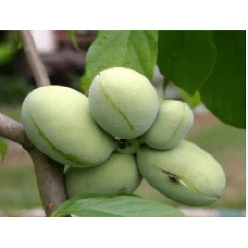 

Rare Paw Paw Fruit Tree Seeds For Planting Outdoor
