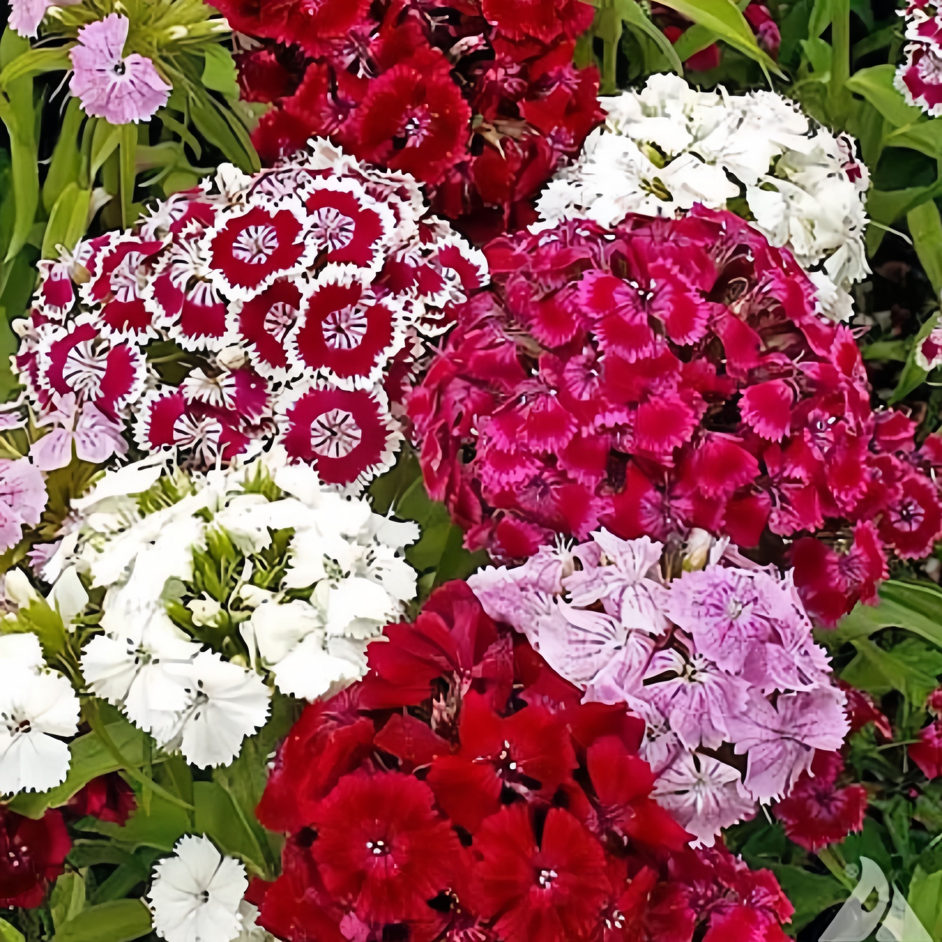 

500 Mixed Colors Pinks Dianthus Barbatus White Flower Seeds