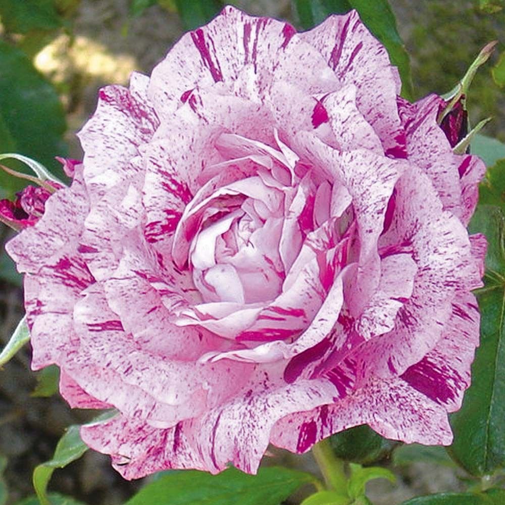 

Rose Seeds For Planting Outdoor- Rose Seed Create Mixed Colorful Rose Garden Home