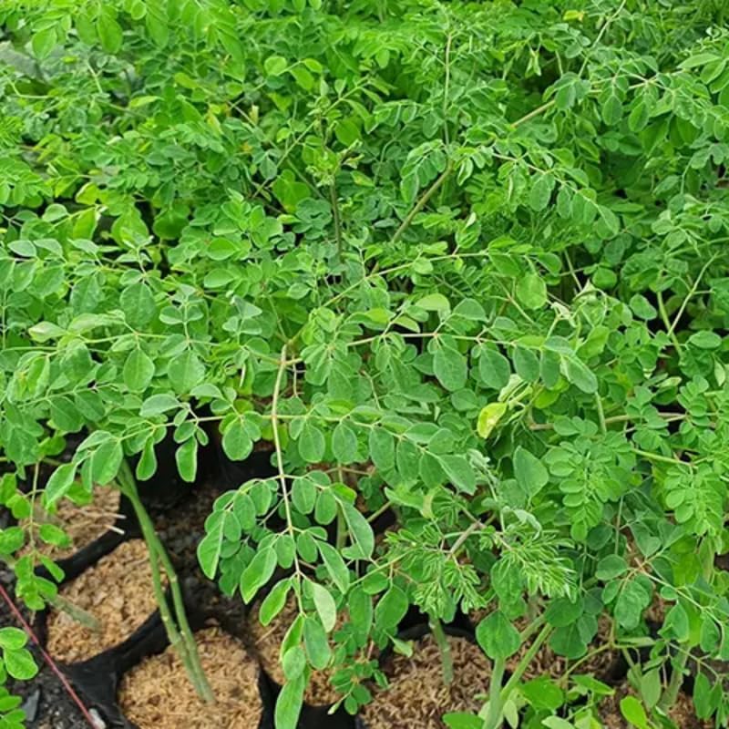 

Moringa Tree Seeds, Moringa Plants Seeds For Planting Drumstick Tree, Horseradish Tree, Moringa Seeds For Planting