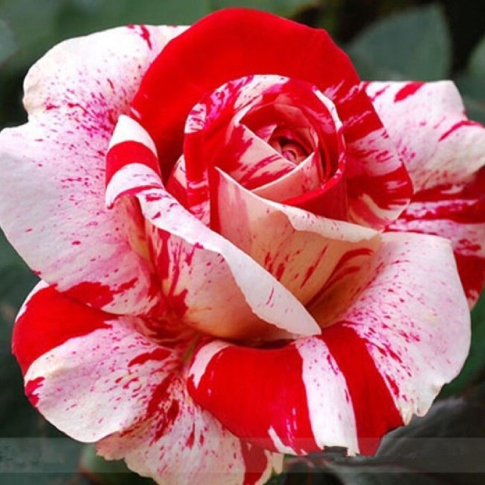 

Rose Seeds For Planting Outdoor- Rose Seed Create Mixed Colorful Rose Garden Home
