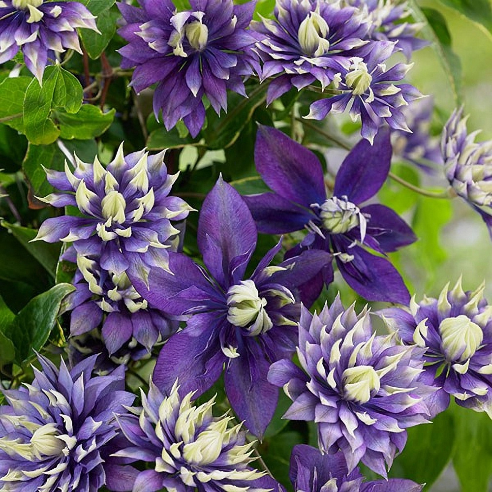 

Rare Clematis Seeds Mixed Colors Wonderful Large Blooms Vine Seeds