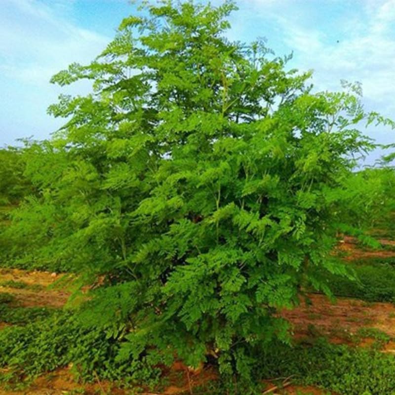 Moringa Tree Seeds Moringa Plants Seeds For Planting Tree Horseradish