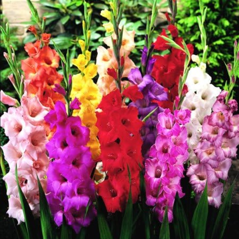 

Mixed Gladiolus Flower Snapdragon Sees For Planting - Seeds Assorted Colors