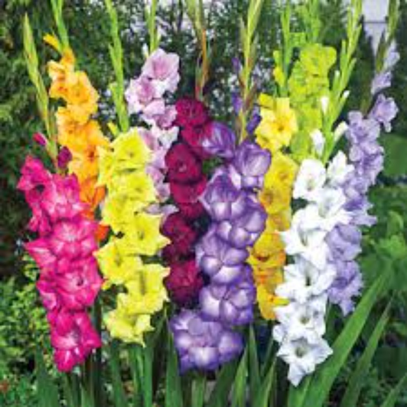 

Mixed Gladiolus Flower Snapdragon Sees For Planting - Seeds Assorted Colors