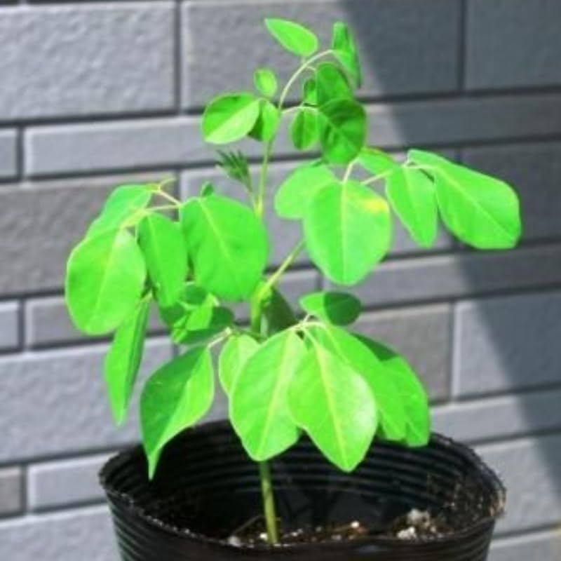 Moringa Tree Seeds Moringa Plants Seeds For Planting Tree Horseradish