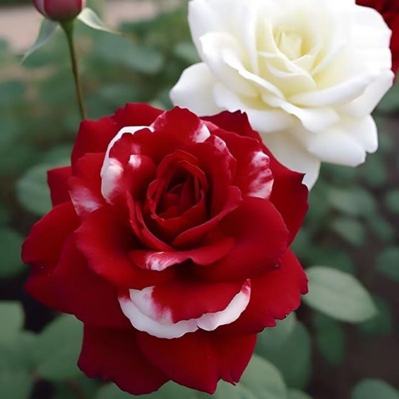 

Rose Seeds For Planting Outdoor- Rose Seed Create Mixed Colorful Rose Garden Home