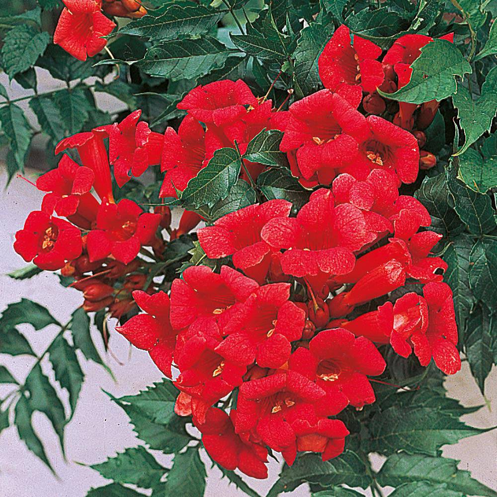 

Rare Dark Red Hummingbird Trumpet Vine Hardy Seeds