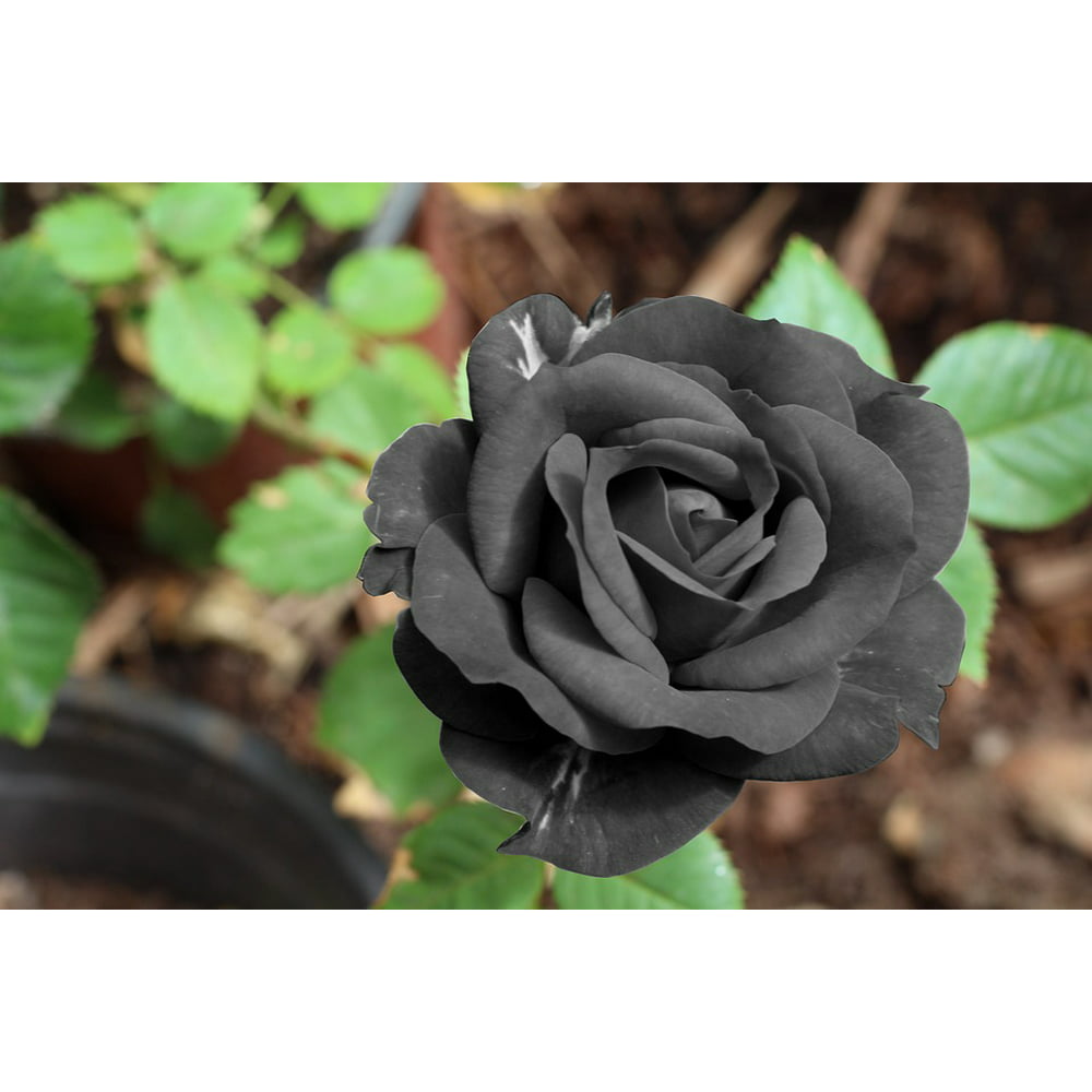 

Rose Seeds For Planting Outdoor- Rose Seed Create Mixed Colorful Rose Garden Home