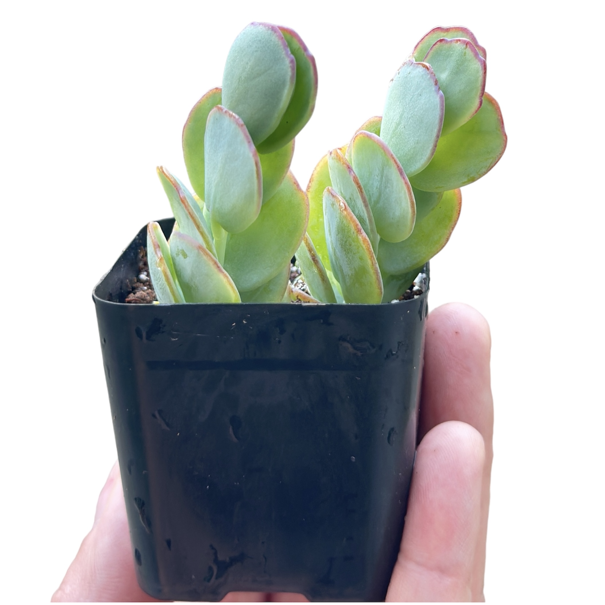 

Live Succulent Plant, Fully Rooted Succulents In 2 In Pot, Marnier's Kalanchoe/ Kalanchoe Marnieriana/ Kalanchoe Panamensis Fully Rooted, 2 Plants In A Pot