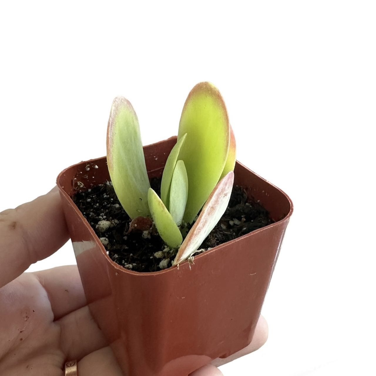 

Live Succulent Plant, Fully Rooted Succulents In 2 In Pot,paddle Plant Kalanchoe Luciae Paddle Plant