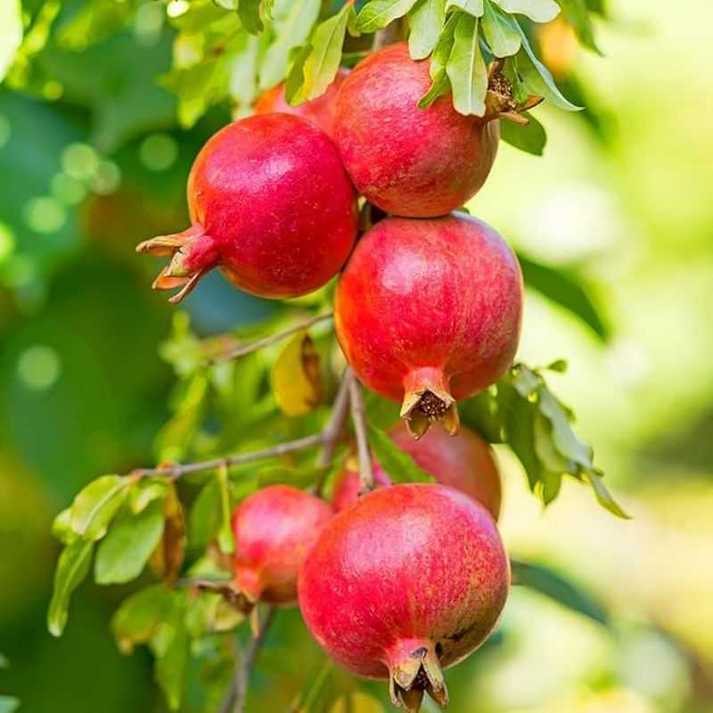 

Pomegranate Seeds For Planting Outdoors Evergreen Fruit Tree Seeds Sweet Juicy Fruit Edible Gardening Gifts Exotic Fruits Easy Grow