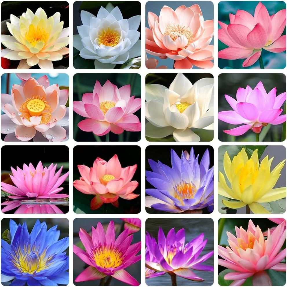 

Mixed Pink, Red & Green Color Bowl Lotus Seeds For Planting Beautiful Water Plants For , Outdoor Ponds And Gardens Water Lily Seeds