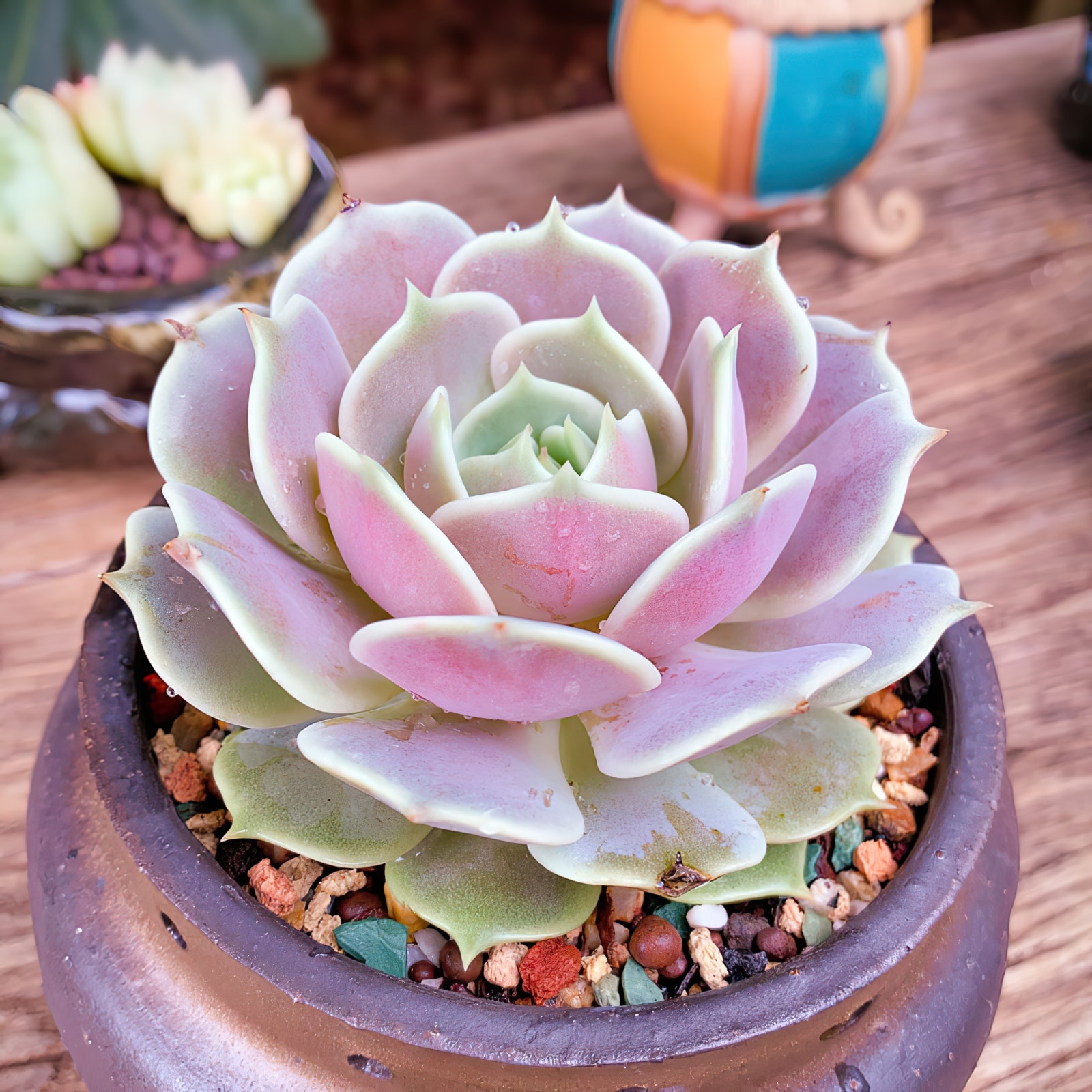 

Live Succulent Fully Rooted In 2in Planter, 'lola', 'silhouette'