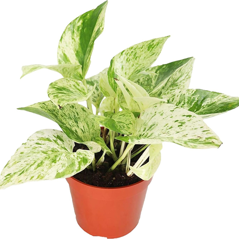 

Live Tropical Pothos Plant - Easy To Care For - Perfect For Indoor And Outdoor Home Decor, Office And Gift