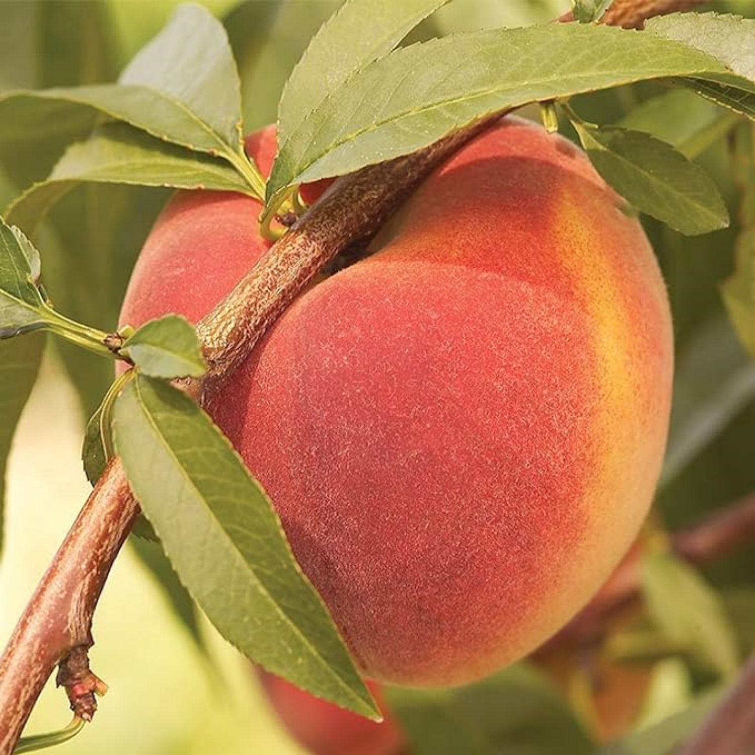 

Seed Edible Fresh Sweet Fruit Non-gmo Dwarf Peach Trees High Yield Flourishing