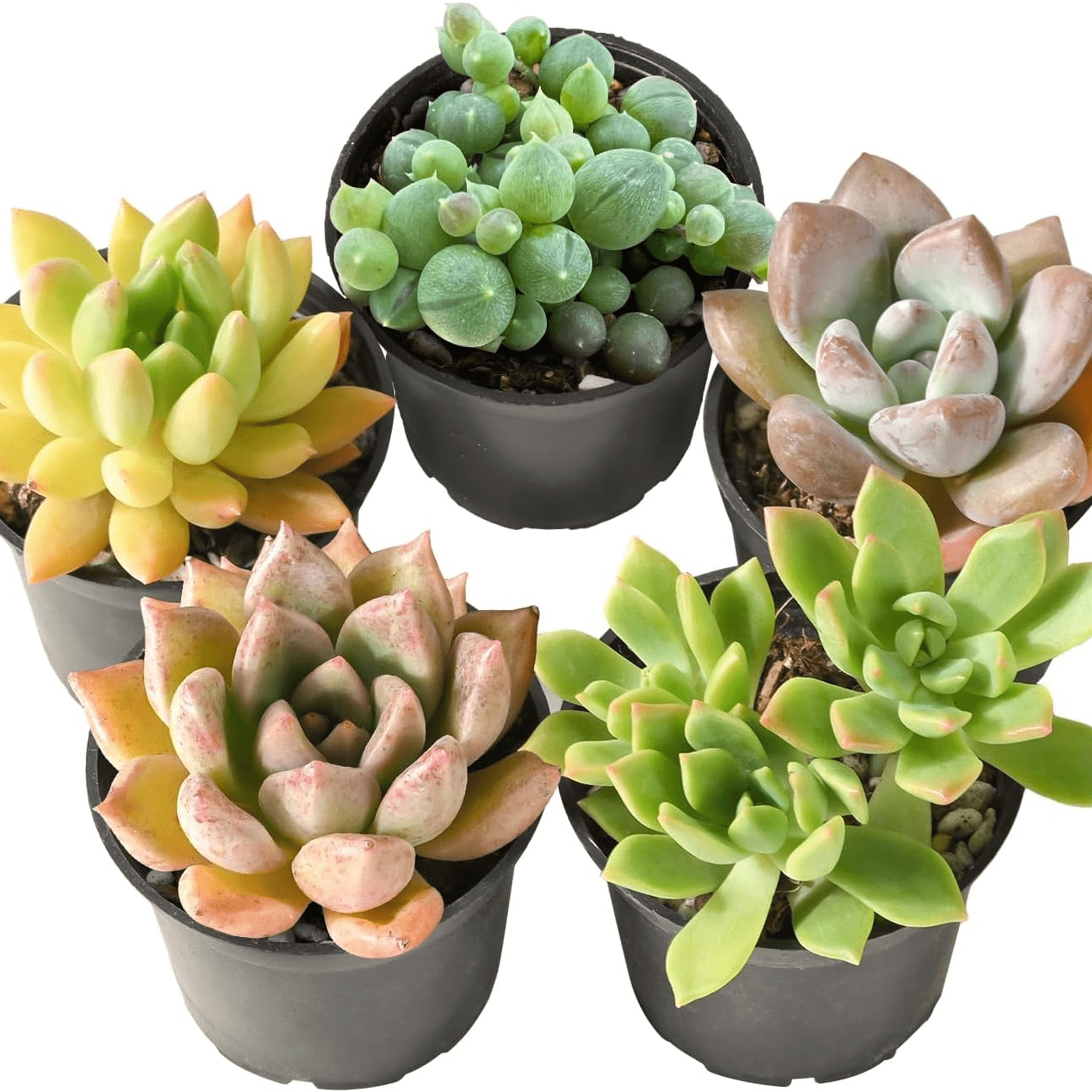 

Assorted Succulent Plant Pack Bulk Collection - 5 Pack Of 2in Live Mini Succulent Plants, Low Maintenance, Mixture Of Colors & Textures - Wedding And Party Favors, Gift & Garden
