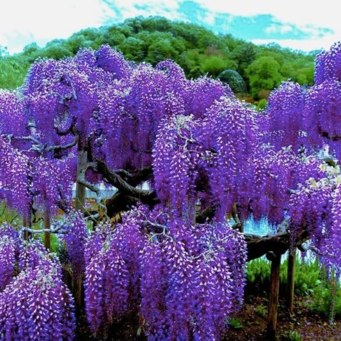 

5/10 Chinese Blue Wisteria Sinensis Tree Seeds Fast Climber Flower Vine Hardy Plant, Purple