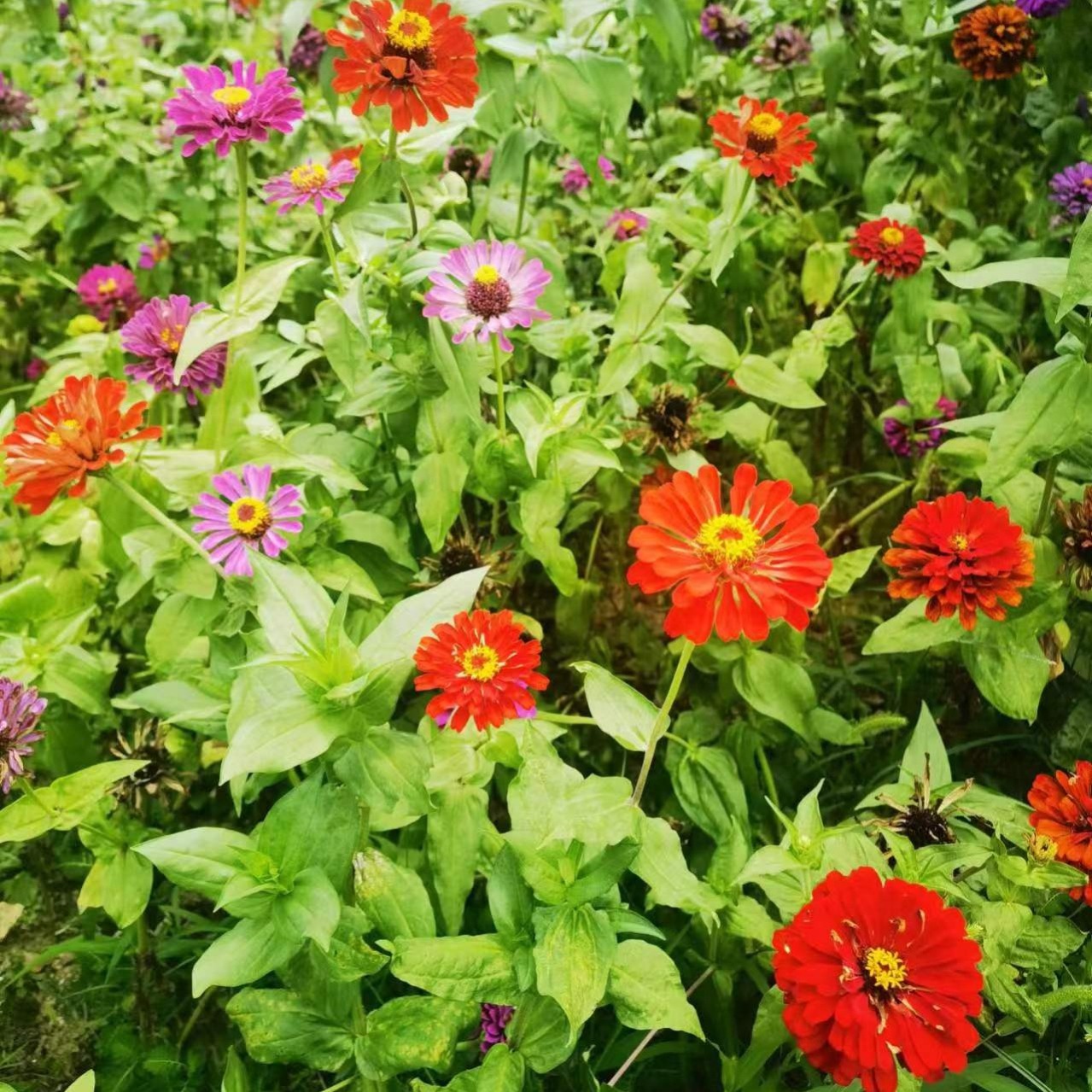 Zinnia Seeds Giant Zinnia Seeds Planting Outdoors Flower Temu