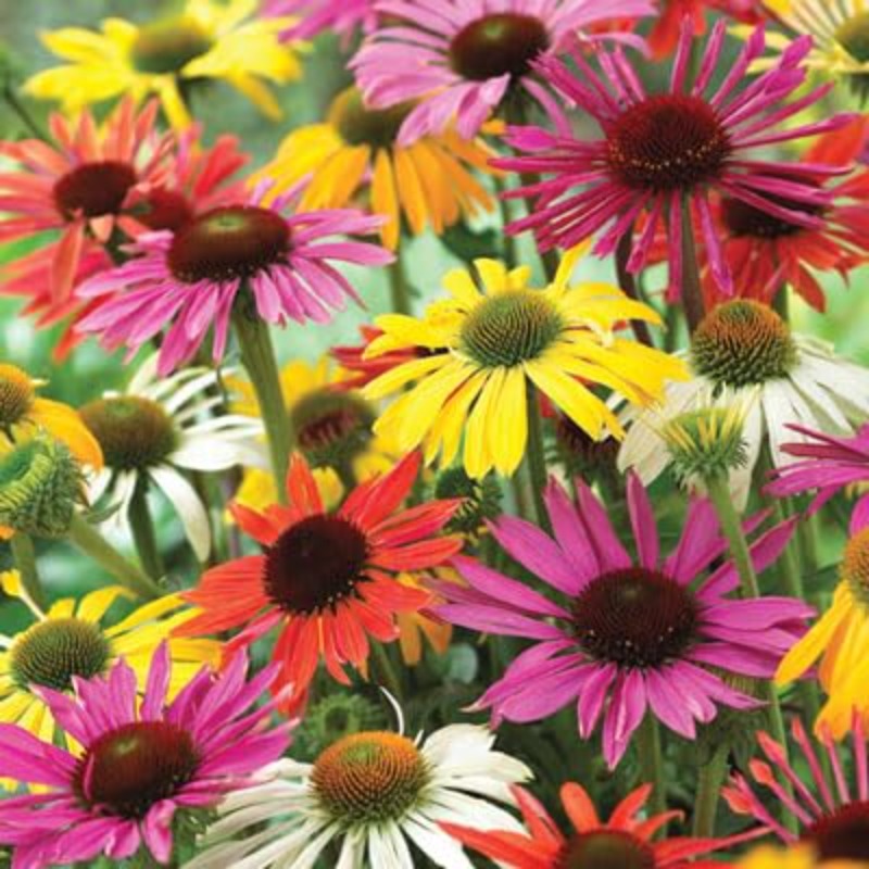 

Mixed Seeds For Planting - Flowers