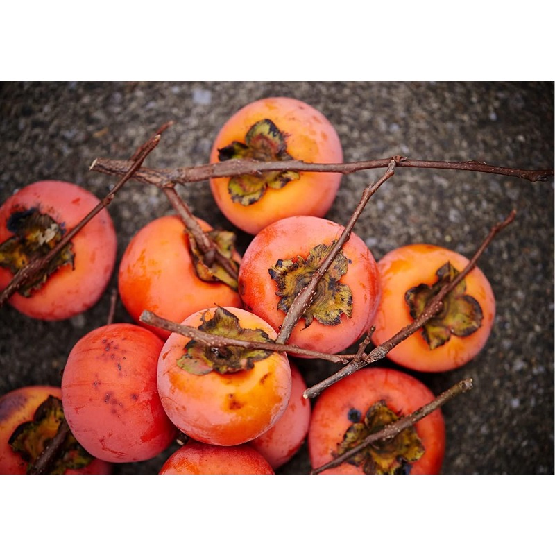 

American Persimmon For Planting Outdoors Fruit