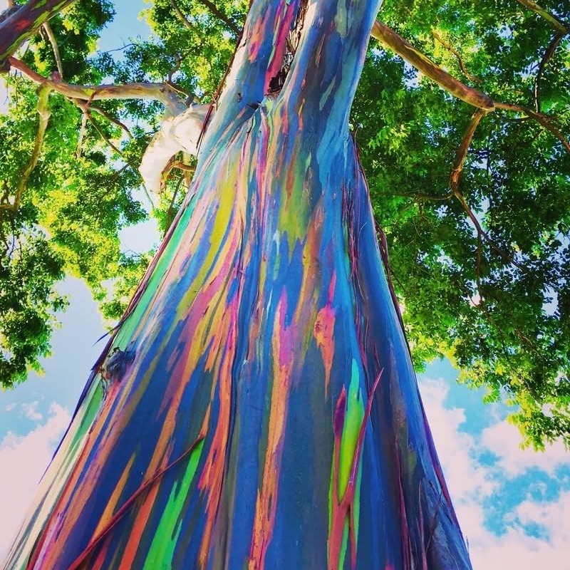 

Tree Seeds - Stunning Colored Bark - Eucalyptus Deglupta