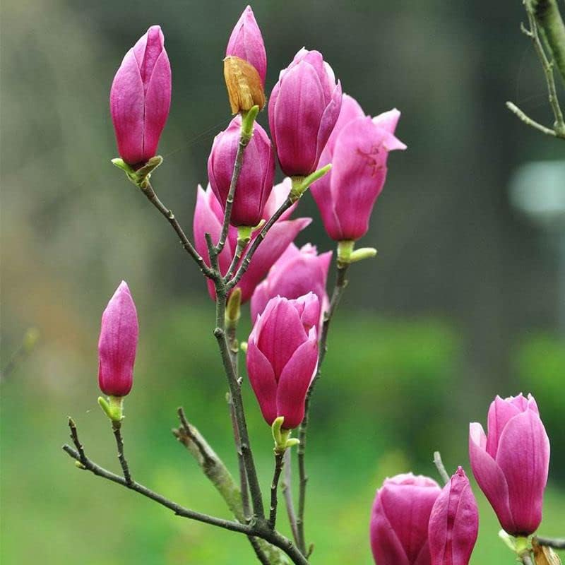 Magnolia Flower Tree Seeds Fragrant Mix Magnol - Temu