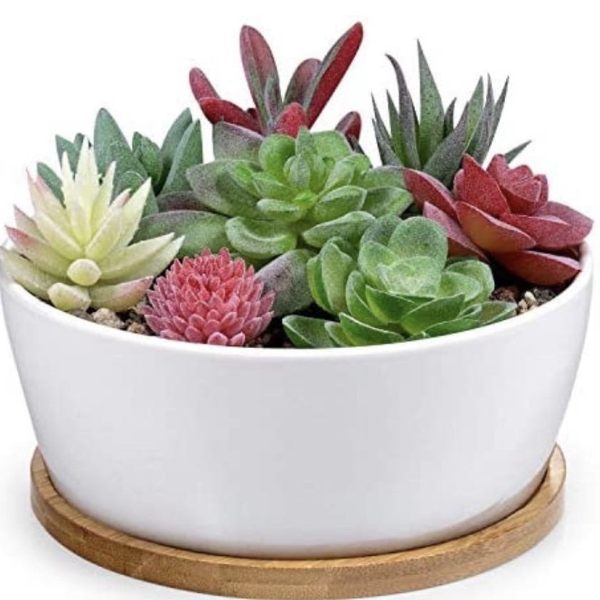 

6.5 Inch Round Ceramic White Succulent Cactus Planters Pots With Drainage Bamboo Trays - Plants Not Included