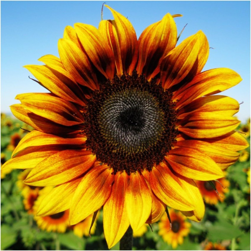 

Rare Sunflower Seeds For Planting - Home Garden Decor Plant Non-gmo Seeds