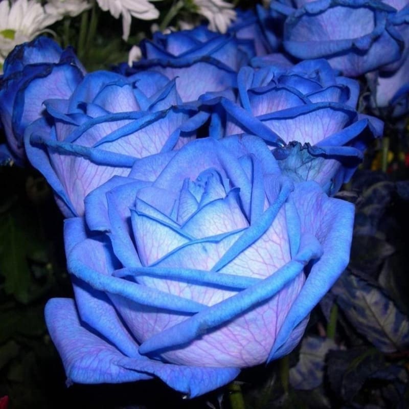 

Midnight Mix Blue Rose Flower Seed For Planting Flowering Plant Rare Blue Double Flowers Great For Garden