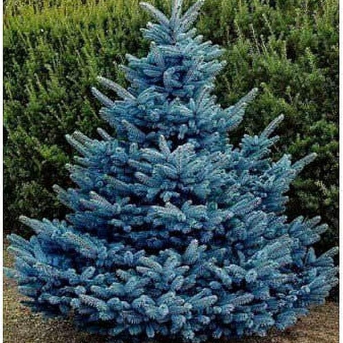 Blue Spruce Seeds For Planting 50 100 Seeds Blue Spruce, Pungens Glauca 