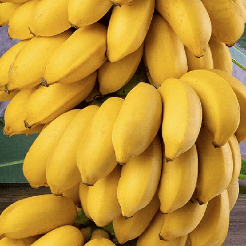 

Dwarf Banana Tree Fruit Seeds For Planting