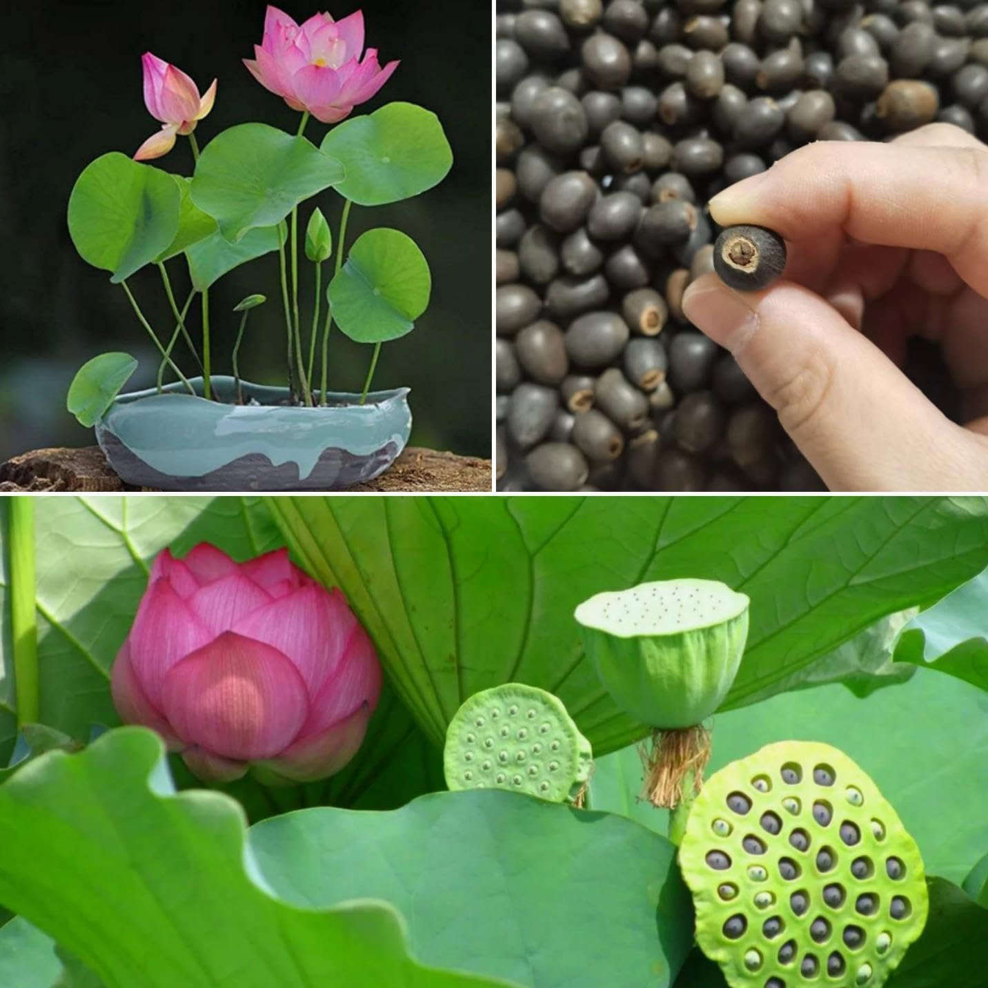 Open mouthed Lotus Flower Seeds Home Planting Ornamental Temu