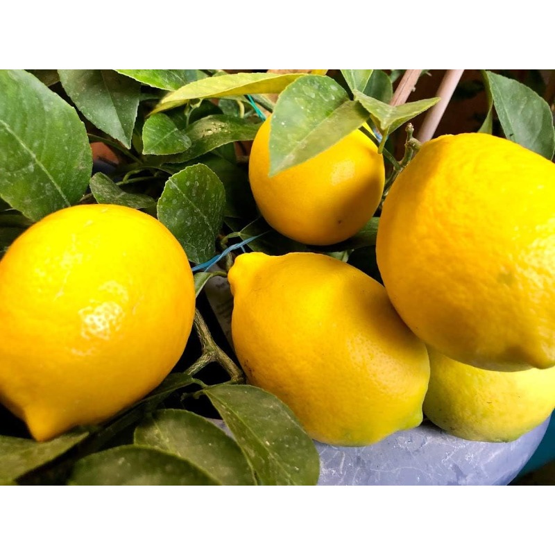 

Rare Lemon Tree Seeds For Planting Outdoors