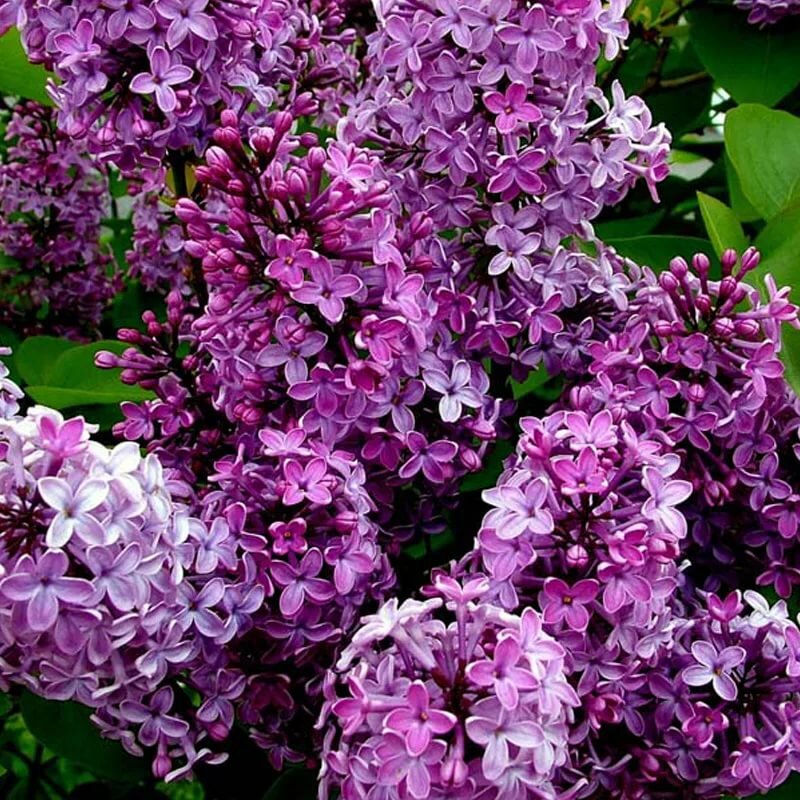 

Mixed Lilac Seeds For Planting Rare Extremely Fragrant Bush Bonsai Plants