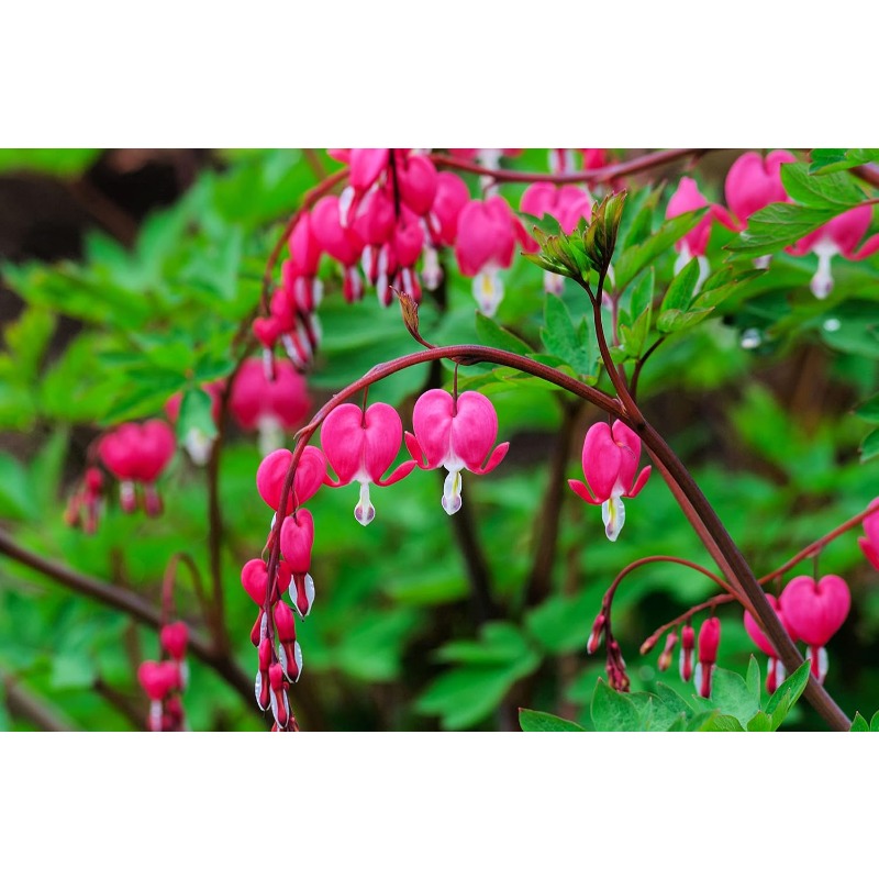 

Rare Bleeding Hearts Plant Seeds For Planting -