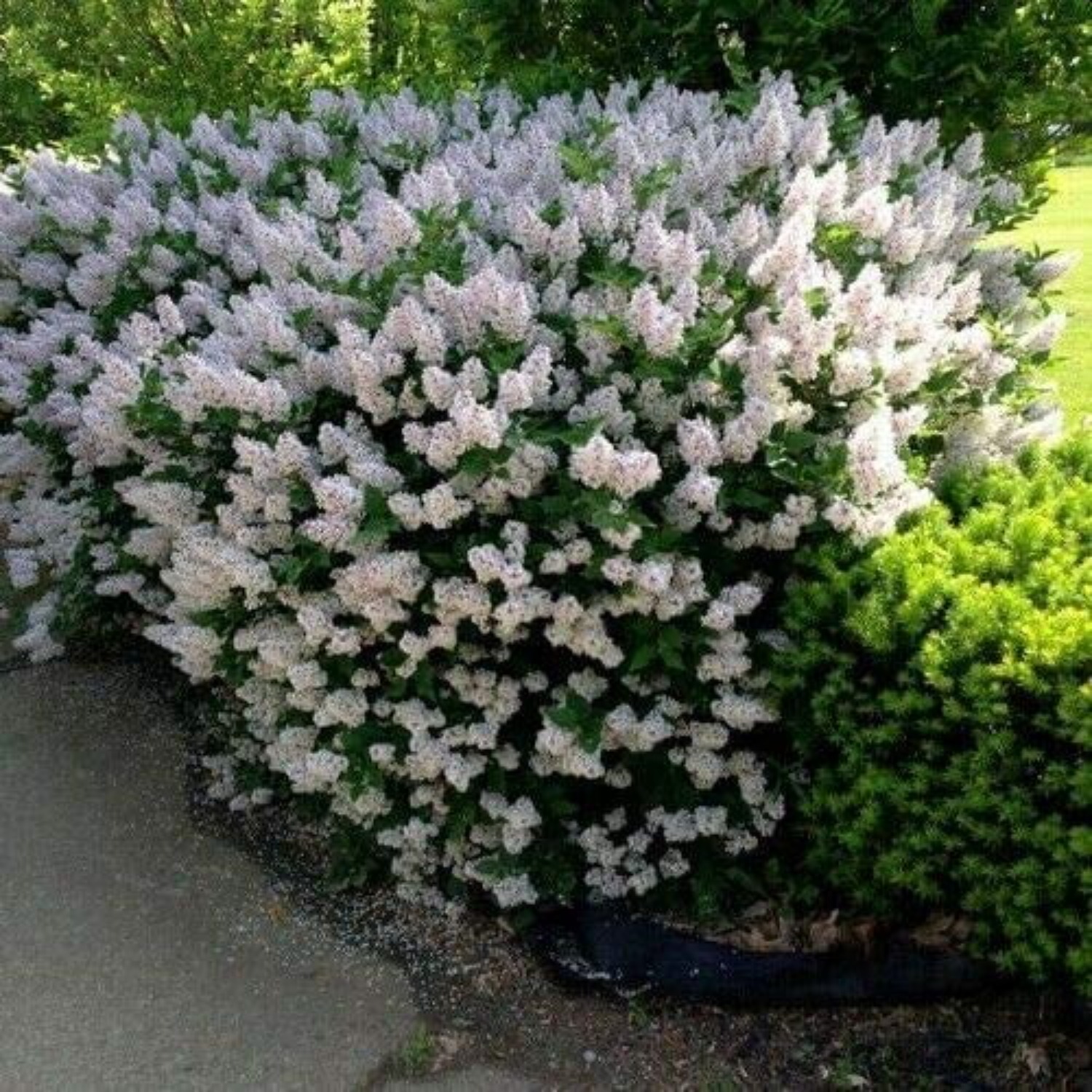 

Rare Early Lilac Bush Seeds ( Oblata) For Planting Fragrant French Lilac Flower Seeds