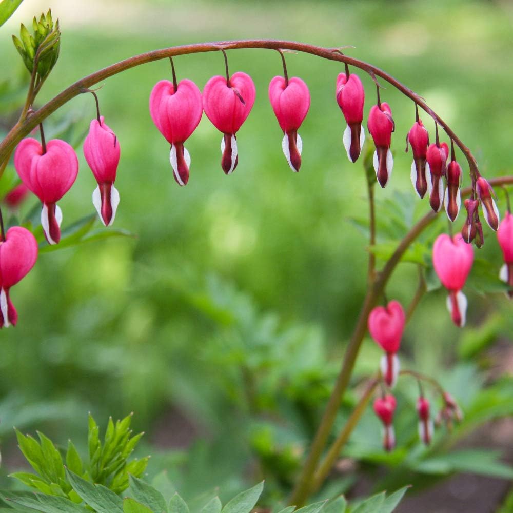 

Pink For Planting- Unique Flower, Sprout Beautiful Heart Shaped Blooms - Perennials - Attracts Butterflies, Bees & Hummingbirds