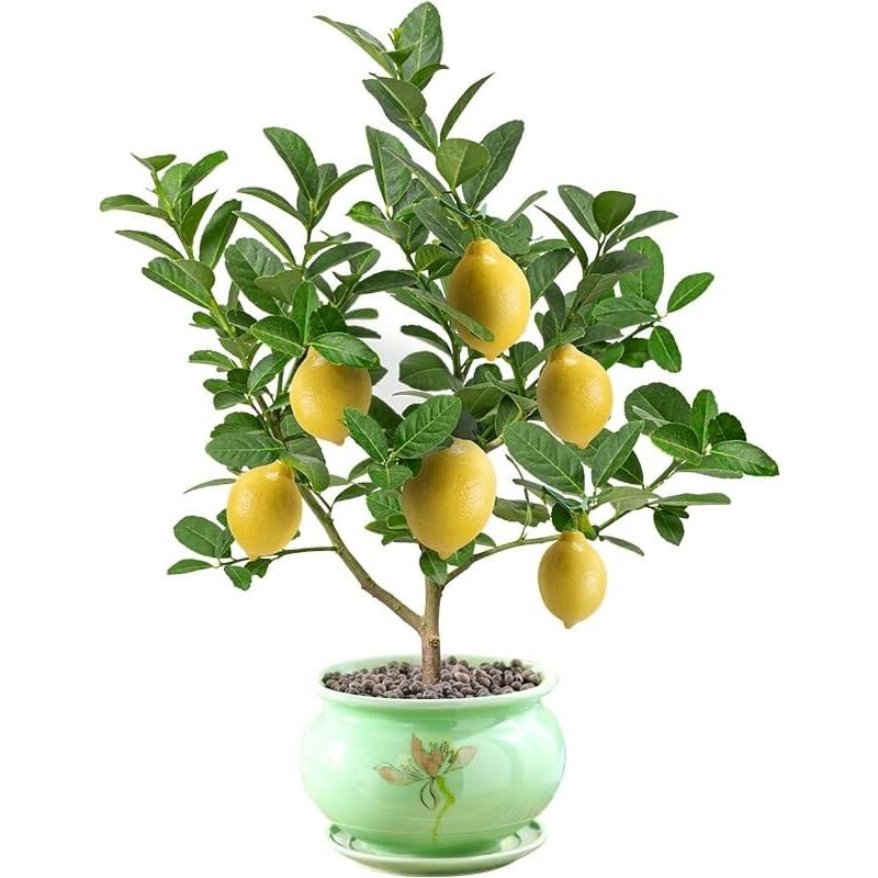 

Rare Bergamot Orange Citron Lemon Tree Seeds For Planting Lemon Fruit Tree Great For Home And Garden Yards Planting