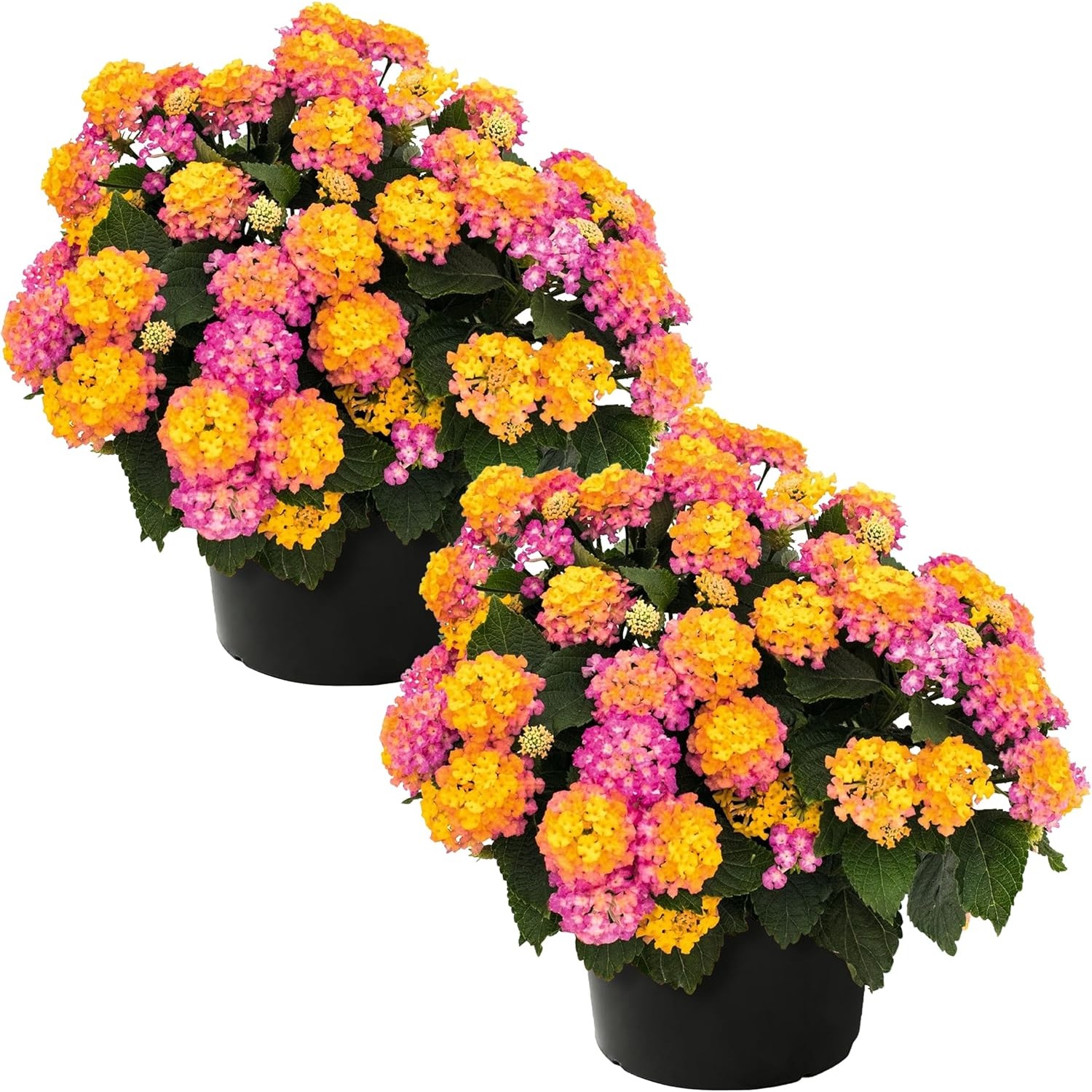 

Rare Seeds For Planting - Color Mix - 's Choice Multi Color Blooms, Blooming Pollinator