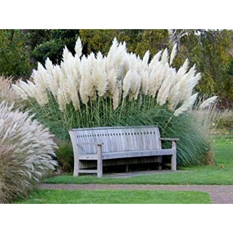 

Giant White Pampas - 1,000 Seeds - Made In Usa - Ornamental Landscape Grass Or Privacy Plant