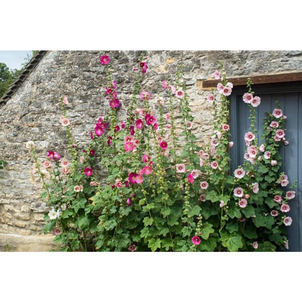 

Hollyhock Single Mixed Colors - 100 Seeds - Long Blooming Period In All Zones